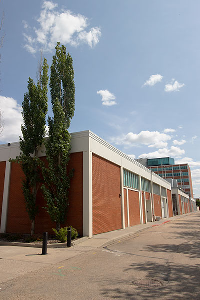 swedish columnar aspen against a building at NAIT's Main Campus