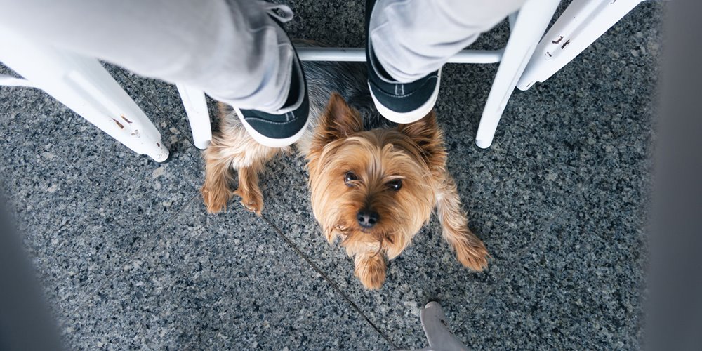 small dog looking up from under a chair at a patio