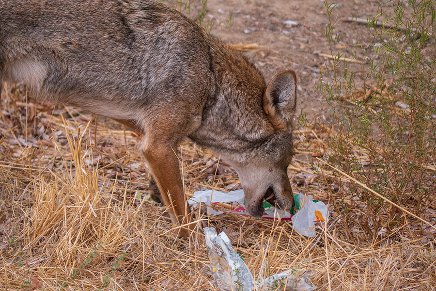 coyote eating garbage
