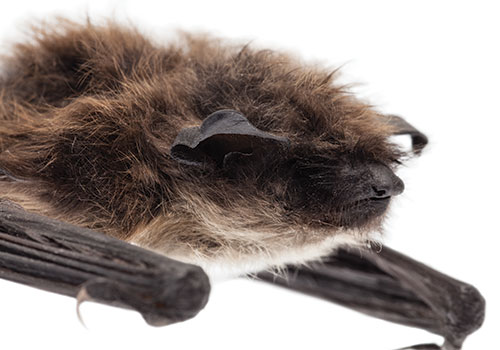 little brown bat, Alberta