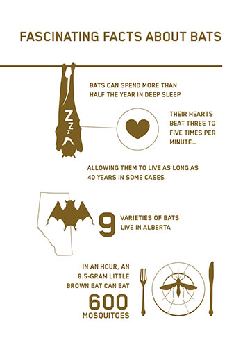 facts about bats in alberta