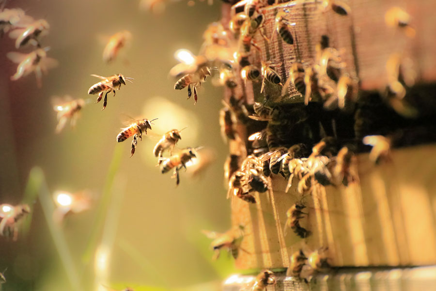 honey bees at work