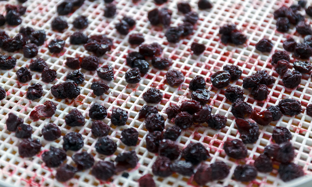 berries drying in food dehydrator