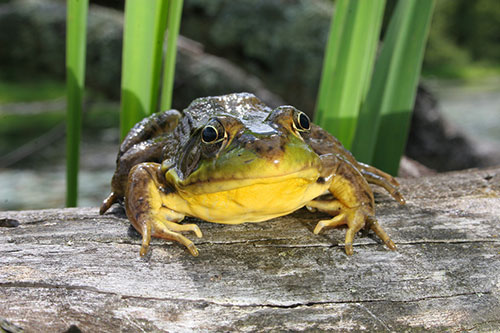 bullfrog, invasive species in B.C.
