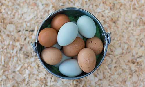 eggs laid by backyard chickens in Edmonton, Alberta