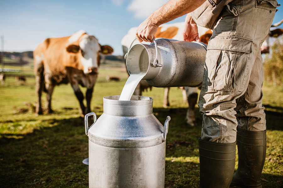 man pouring raw cow's milk into a can while a cow watches sadly