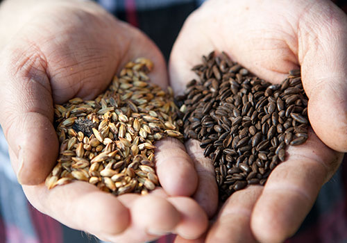 malted barley for craft beer brewing