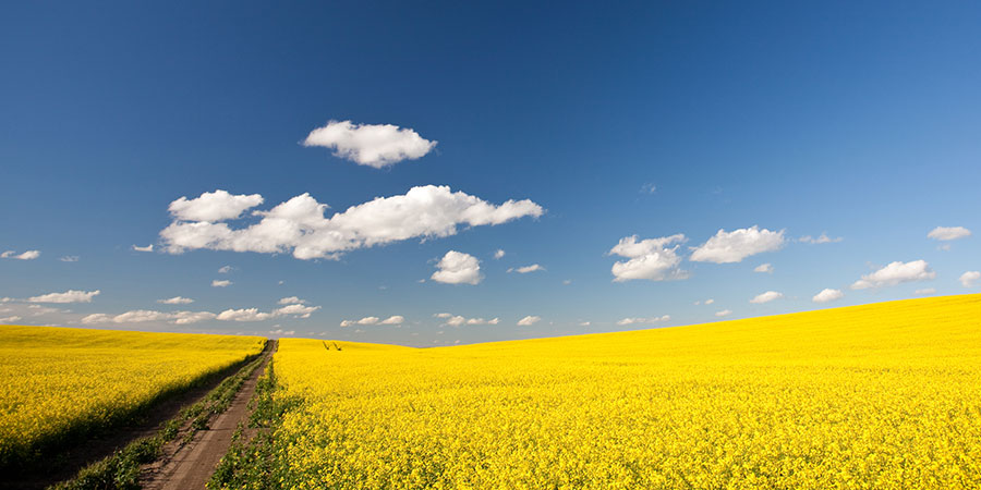 open road with canola fields alberta