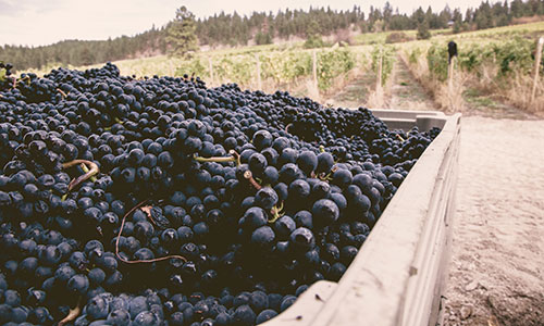 pinot noir grapes 50th parallel