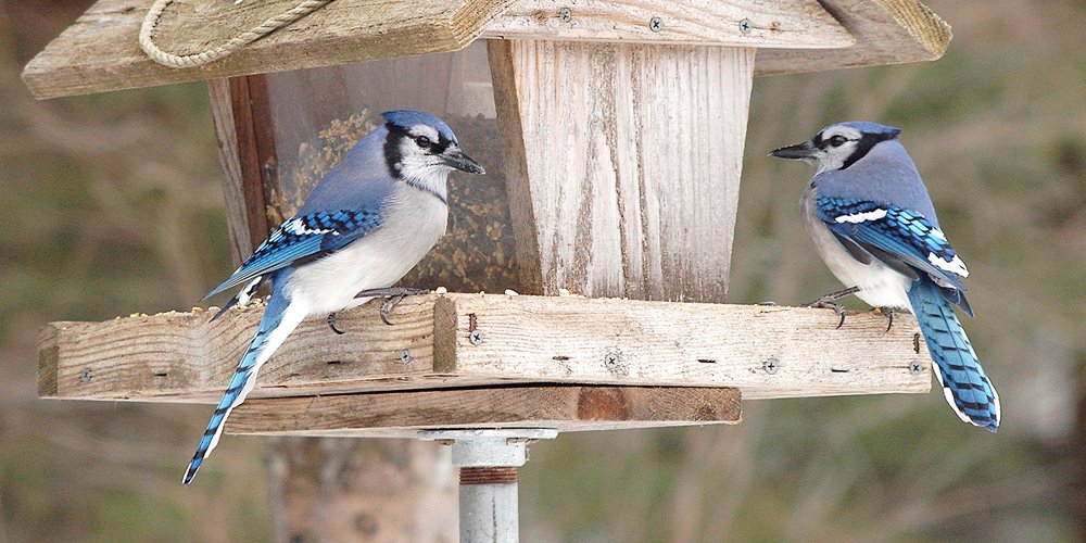 blue jays at a bird feeders